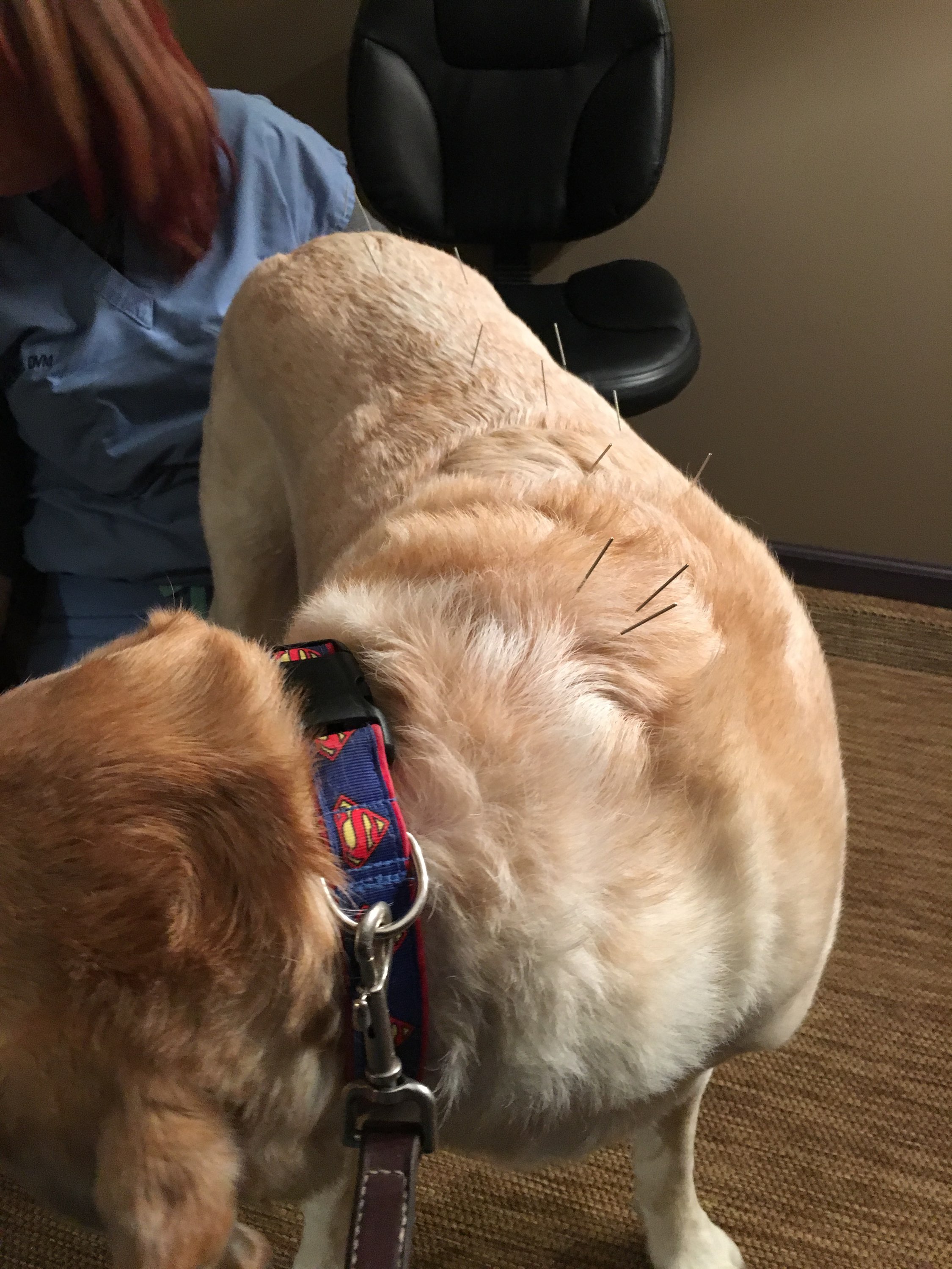 Pic_Chase ACP Needles along back 2018